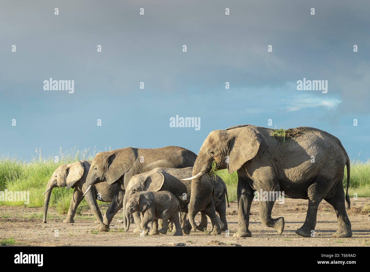 African elephant (Loxodonta africana) herd walking together protecting baby on savanna, Amboseli national park, Kenya. Stock Photo