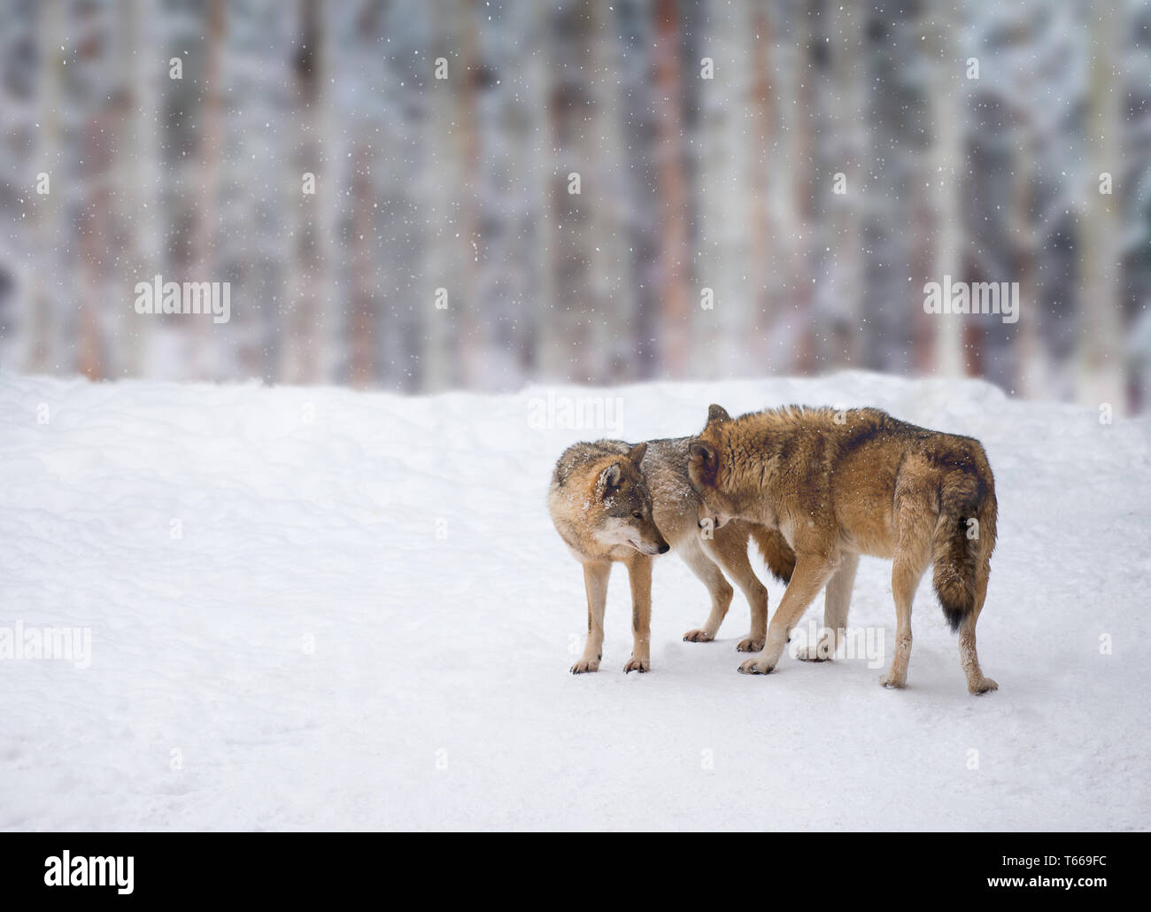 Two beautiful wolves in cold winter landscape. Wolf. Portrait of a wolf . Wolves walking in the winter snow. Stock Photo