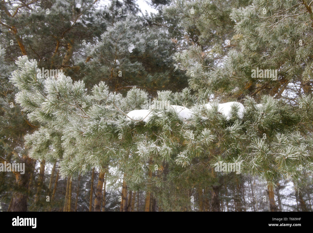 Rope park in the pine winter forest. Rope park in climbing forest or high wire park. Rope Park. Stock Photo