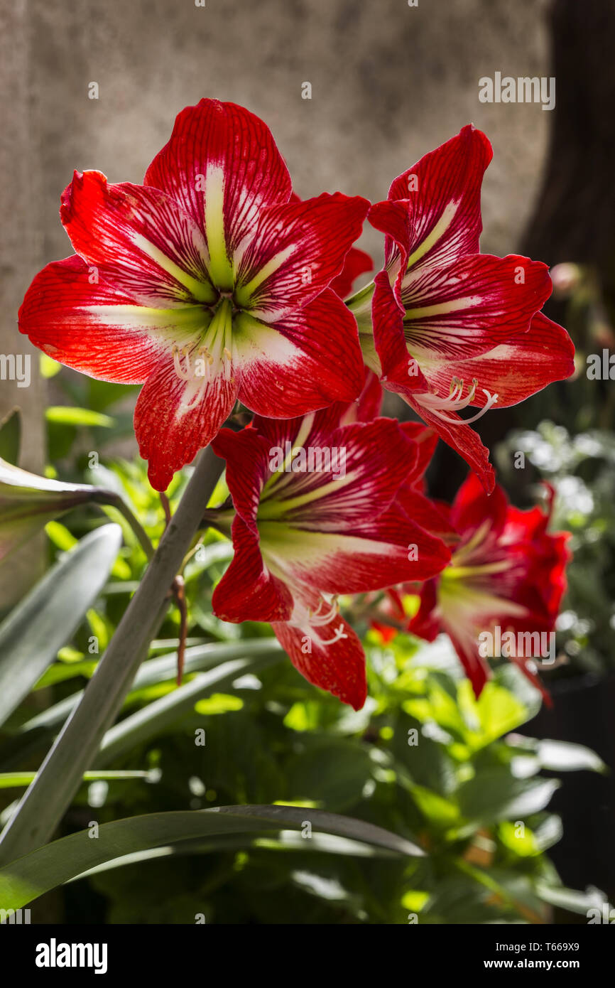 Amaryllis Flower Stock Photo
