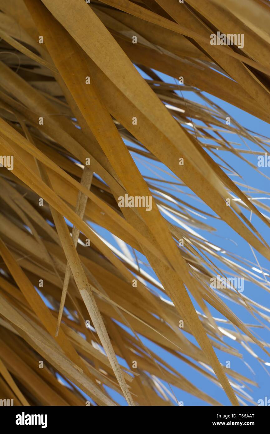 Dried Palm Leaves of Tiki Hut Stock Photo Alamy