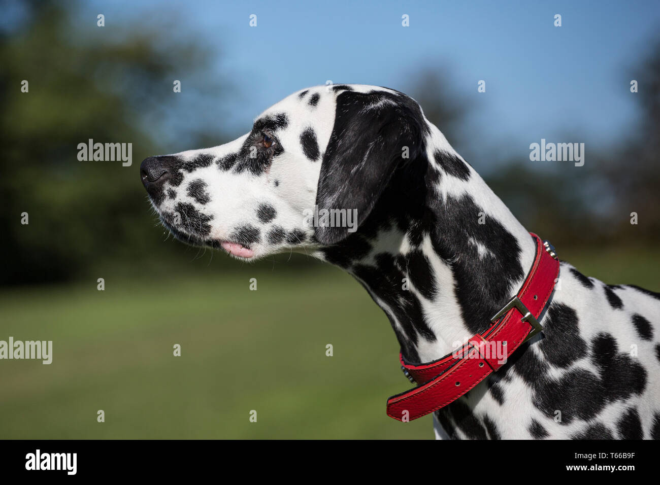 Dalmation dogs, black and white dalmation pet dogs playing outside in the sunshine on a beautiful day Stock Photo