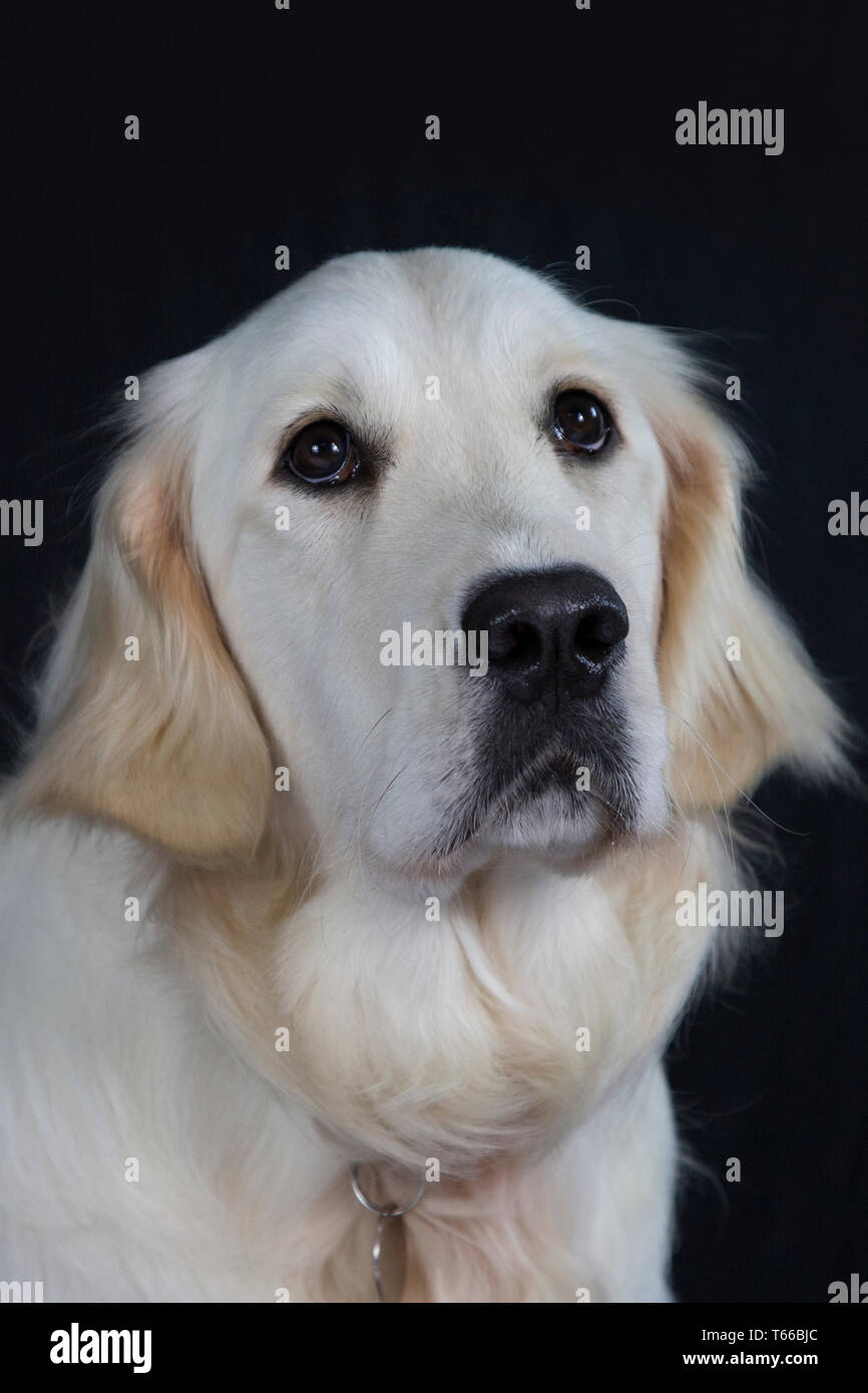 Golden Retriever Dog on black background, portraits of golden retriever