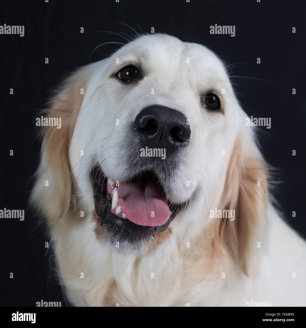 Golden Retriever Dog on black background, portraits of golden retriever