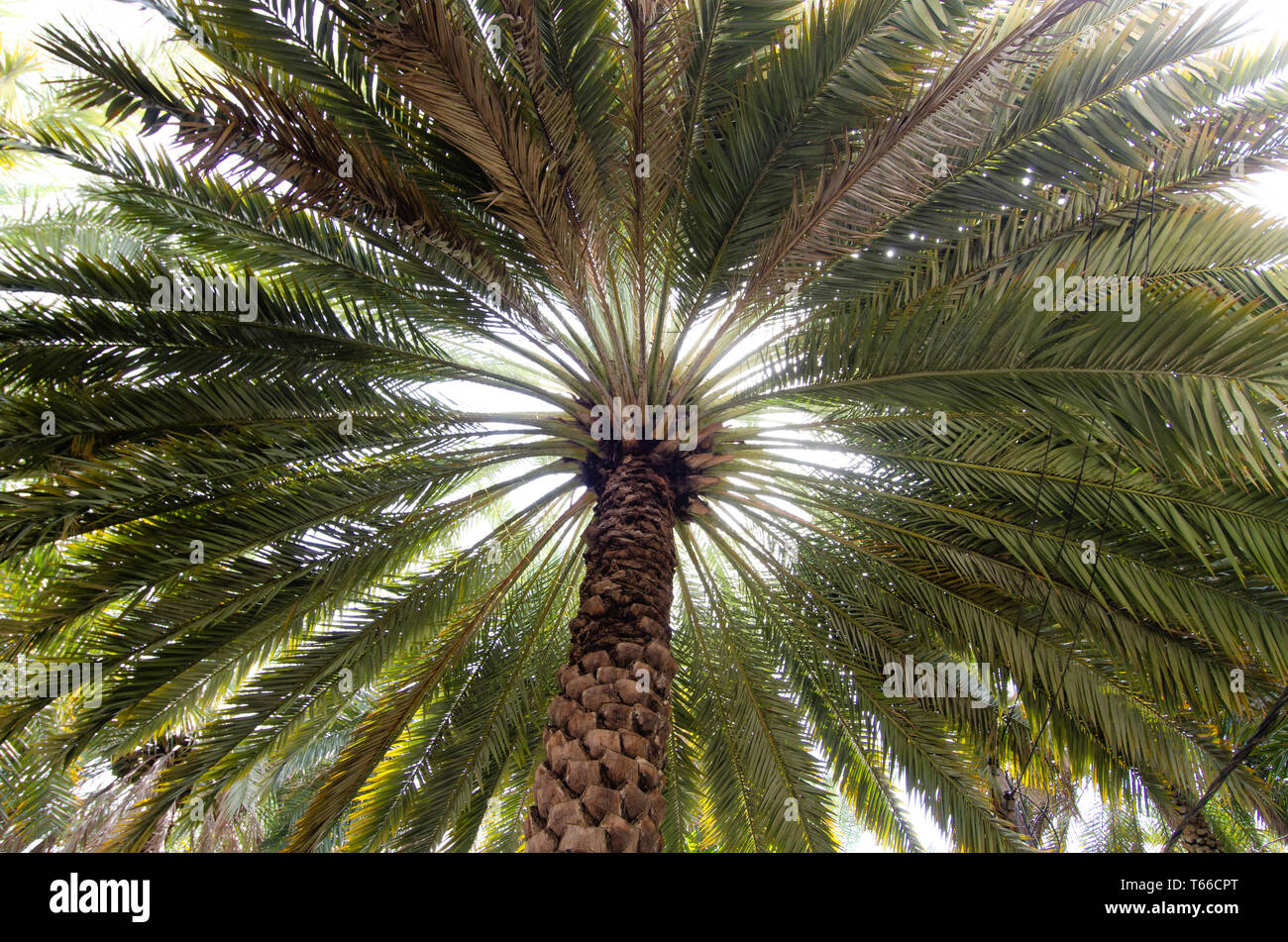 Date Palm Trees, Omani Garden, Oman Stock Photo