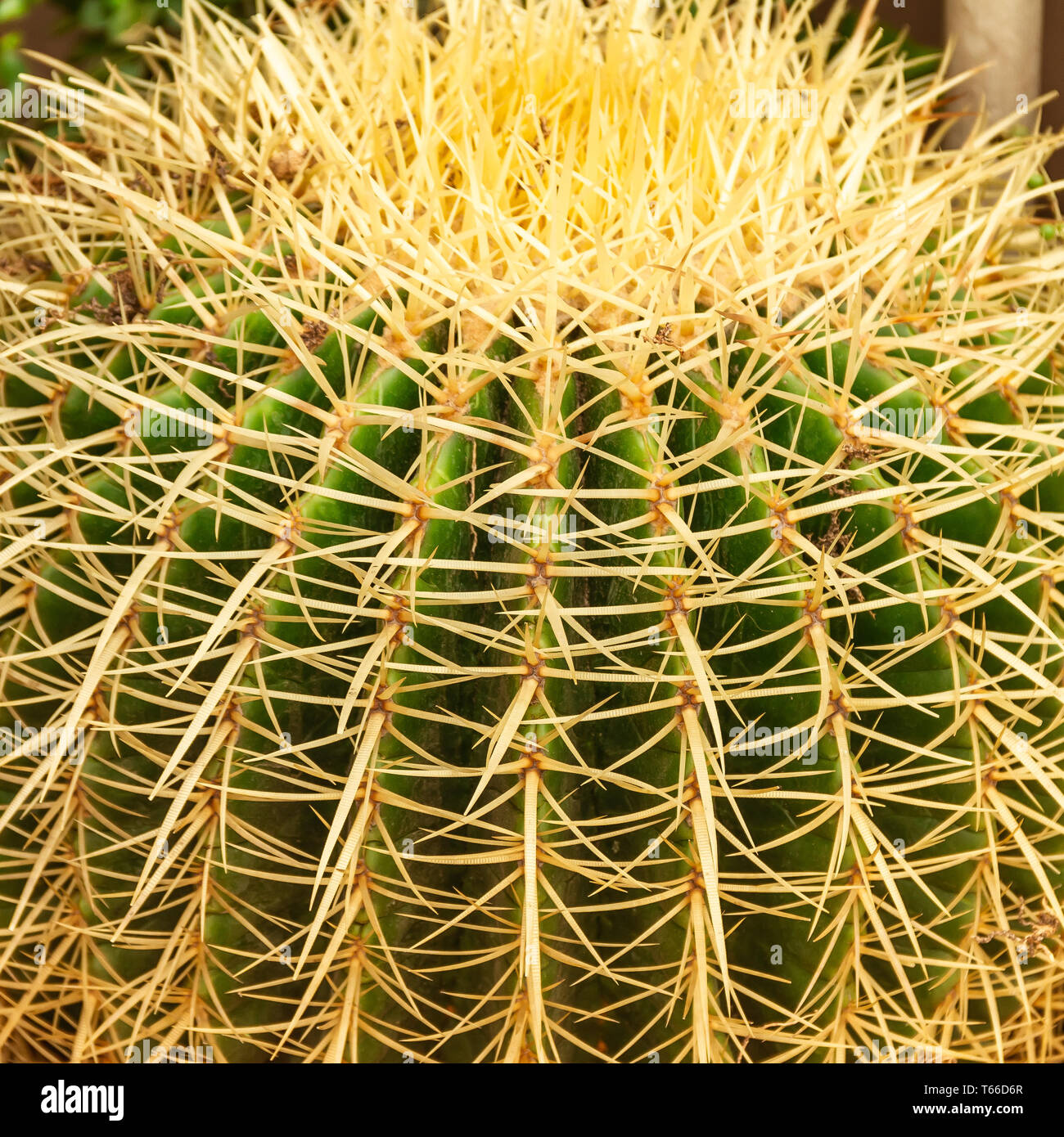 Planta nativa hi-res stock photography and images - Alamy
