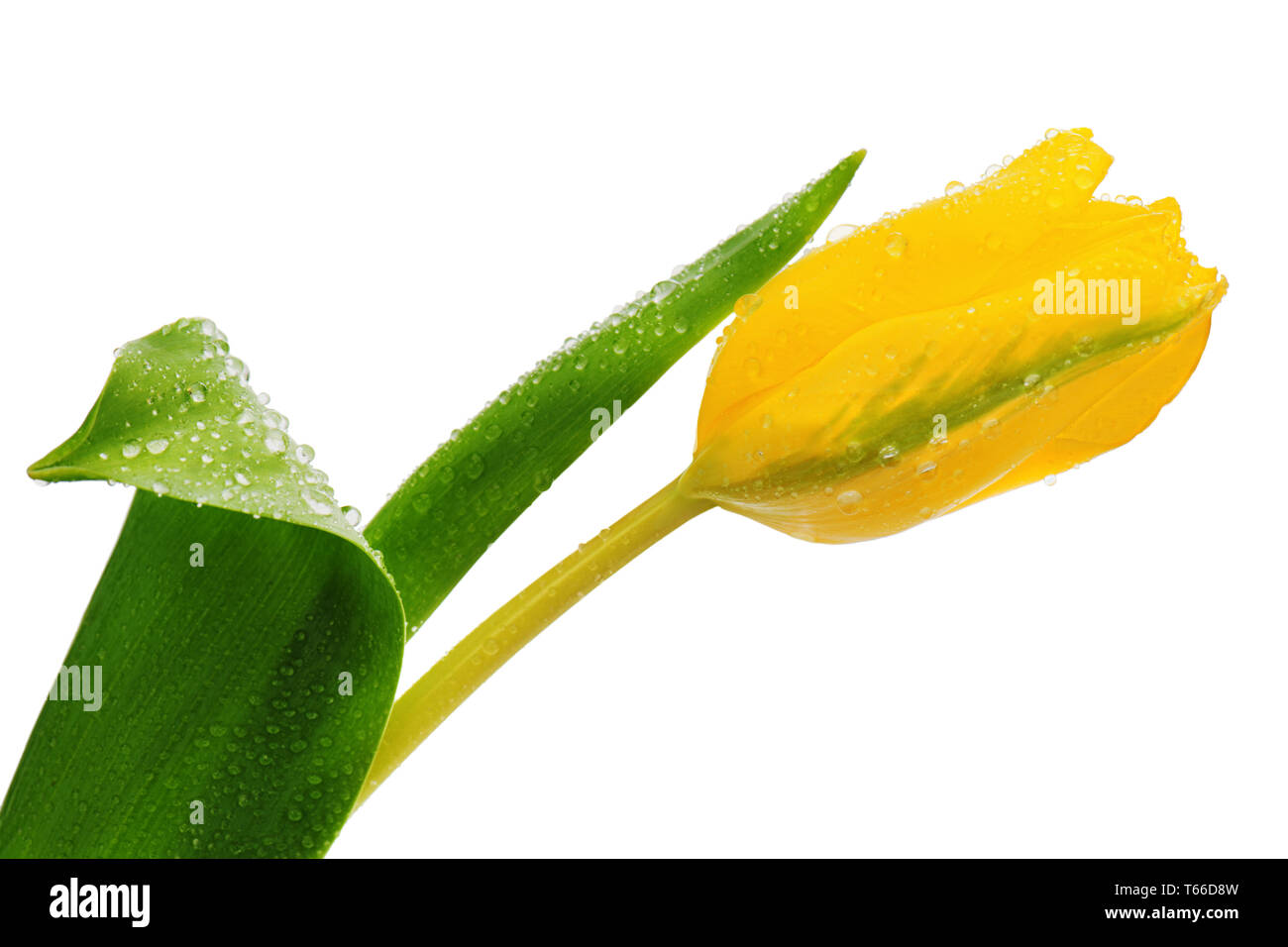 Yellow tulip isolated on white Stock Photo - Alamy