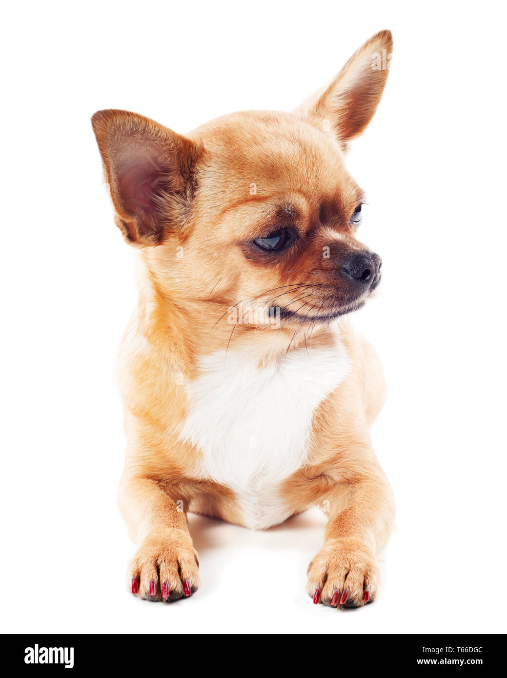 red chihuahua dog isolated on white background Stock Photo - Alamy
