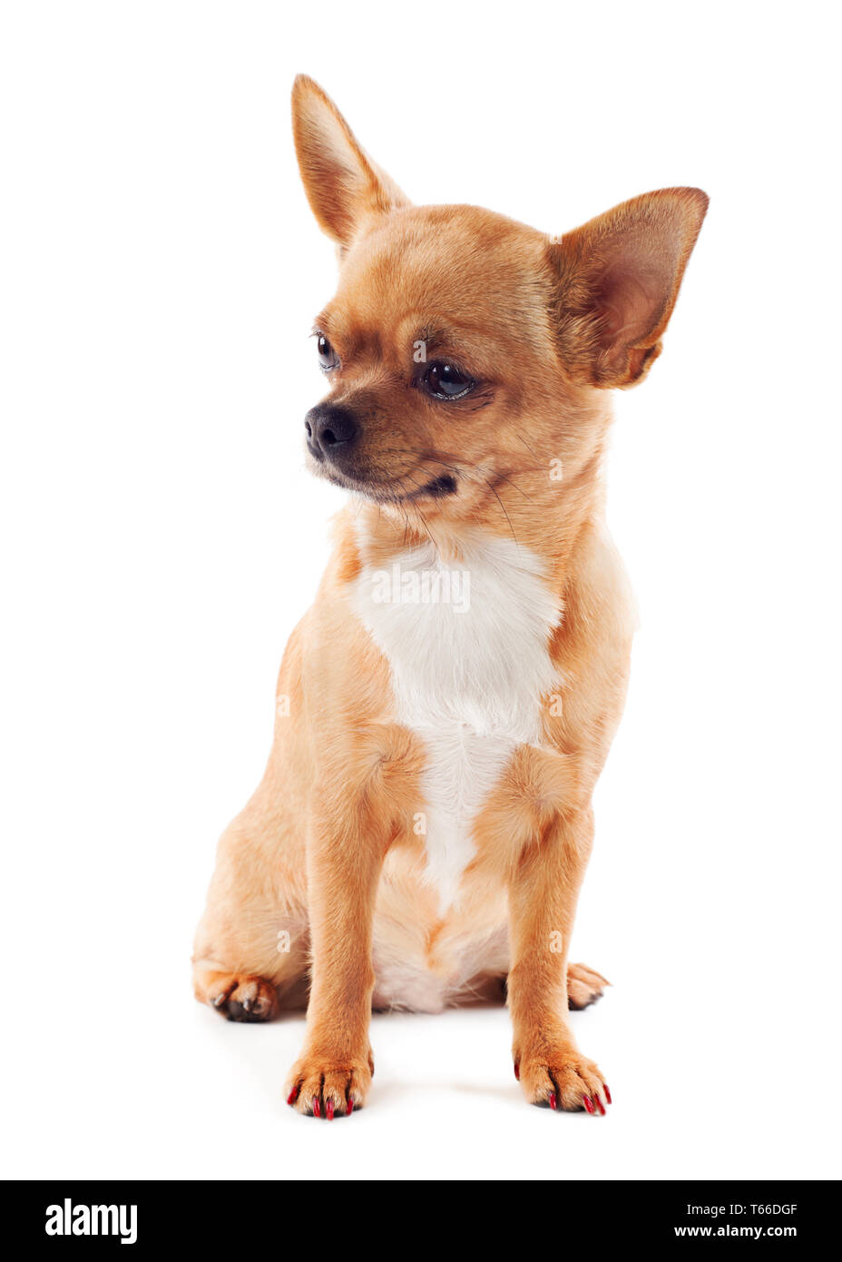 Red chihuahua hi-res stock photography and images - Alamy