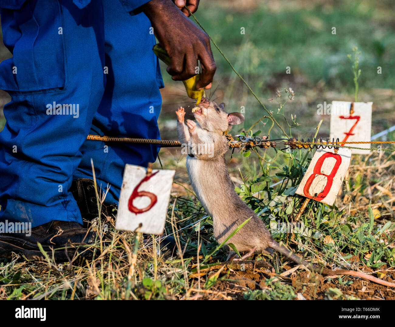 A landmine detection rat is rewarded with a banana after successfully identifying a mine in Tanzania Stock Photo