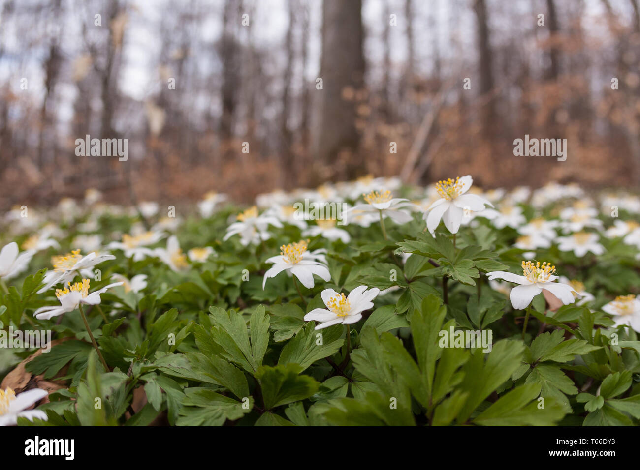 thimbleweed or windflower, Anemone nemorosa, germany Stock Photo