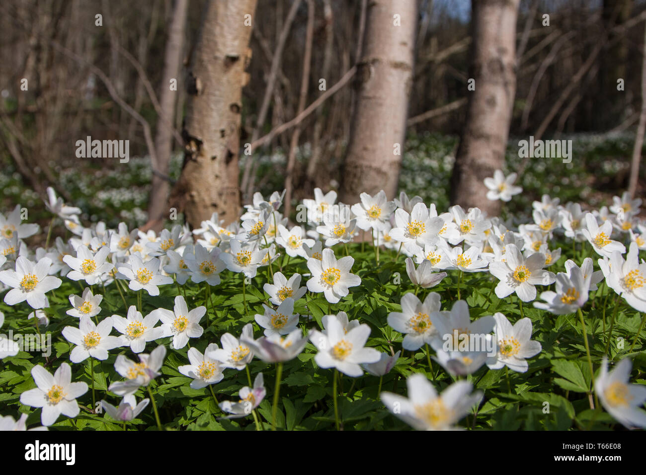 thimbleweed or windflower, Anemone nemorosa, germany Stock Photo