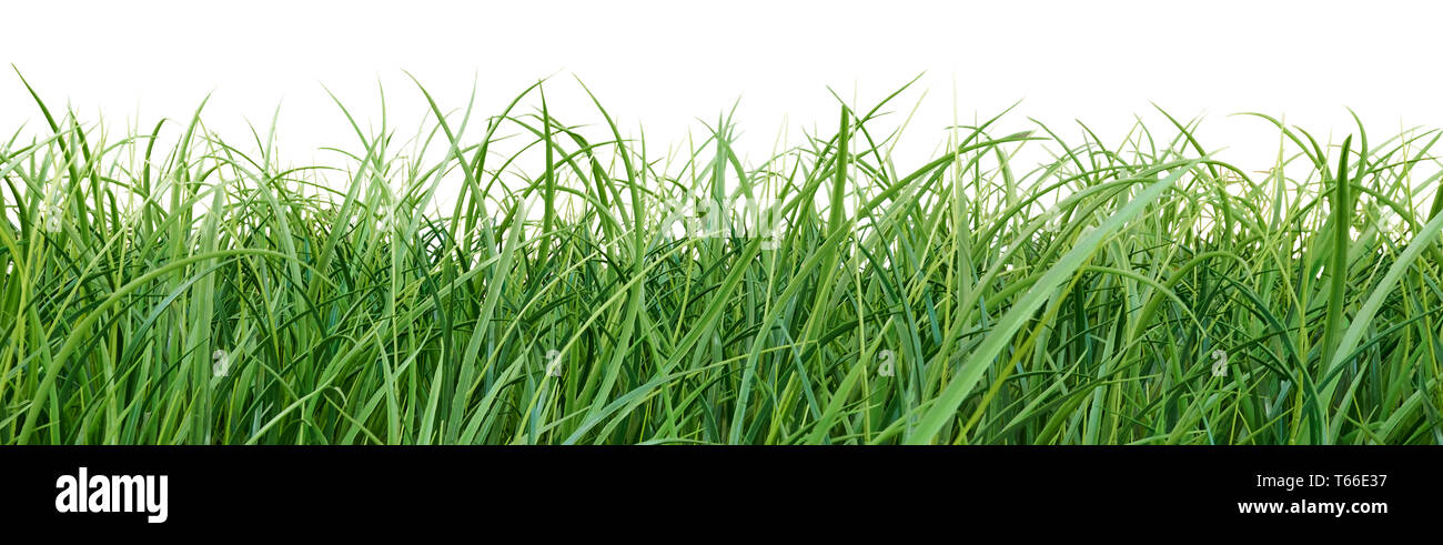 Border grass hi-res stock photography and images - Alamy