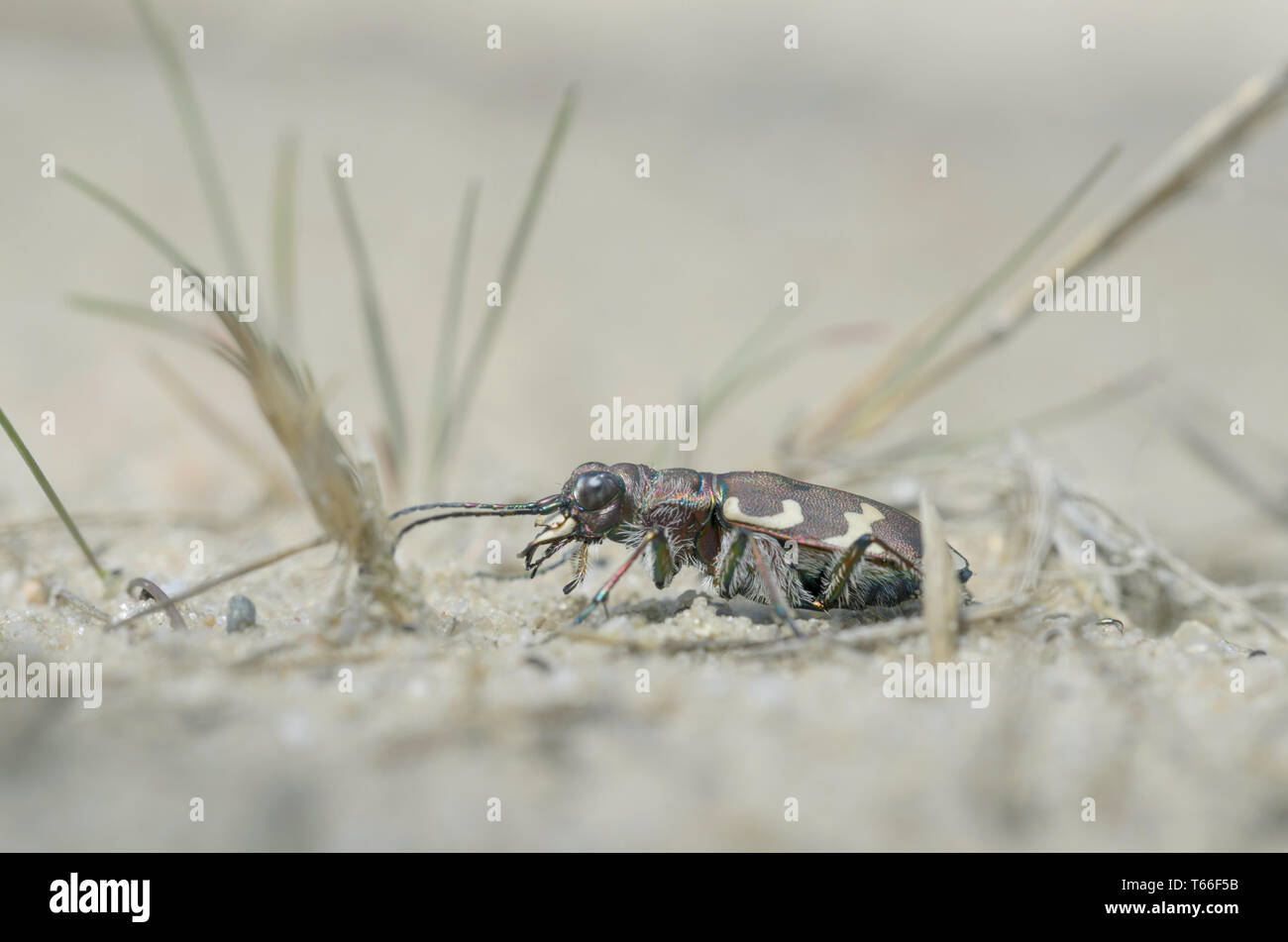 Northern Dune Tiger Beetle (Cicindela hybrida) Stock Photo