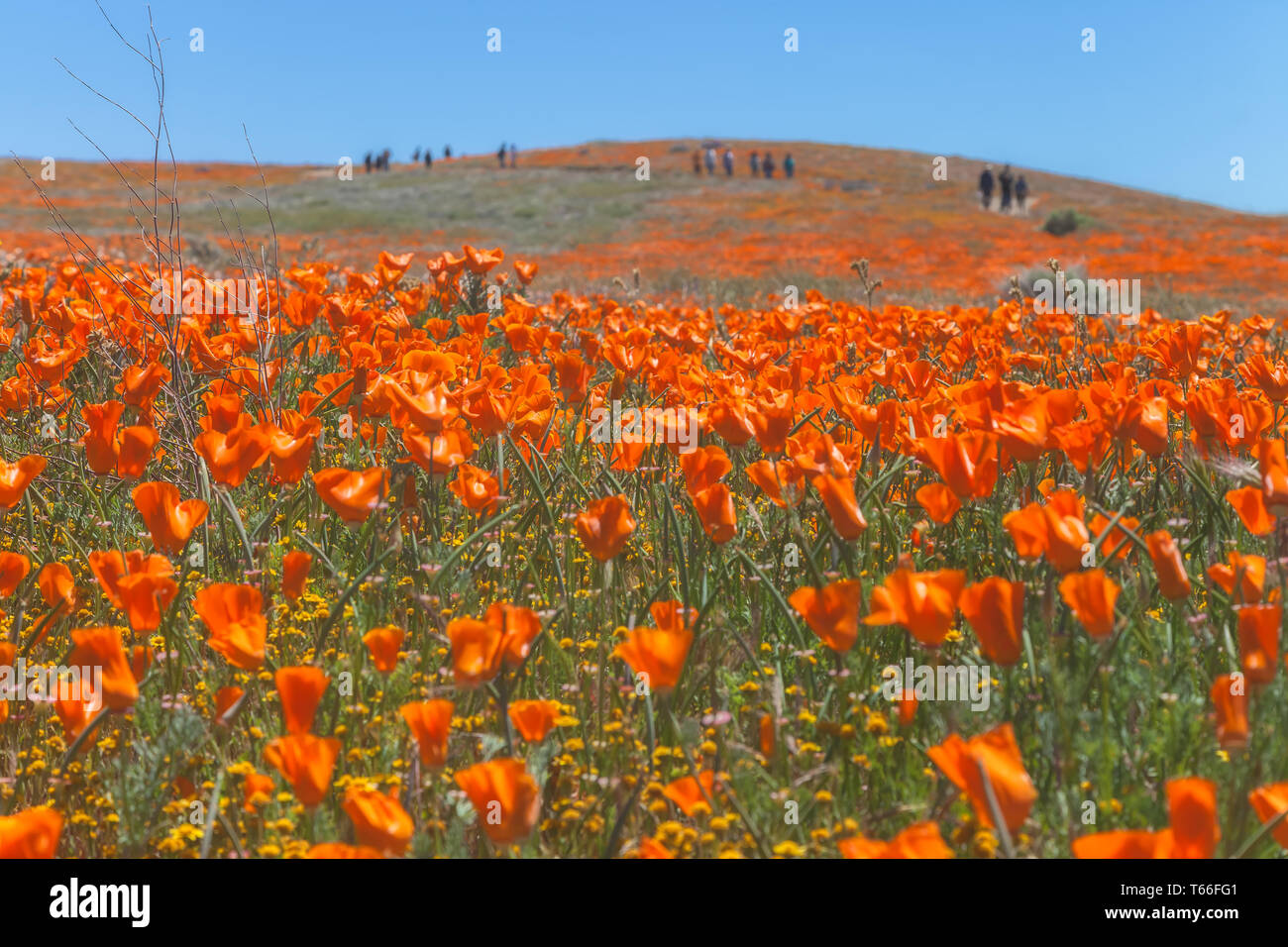 Antelope Valley California Poppies High Resolution Stock Photography