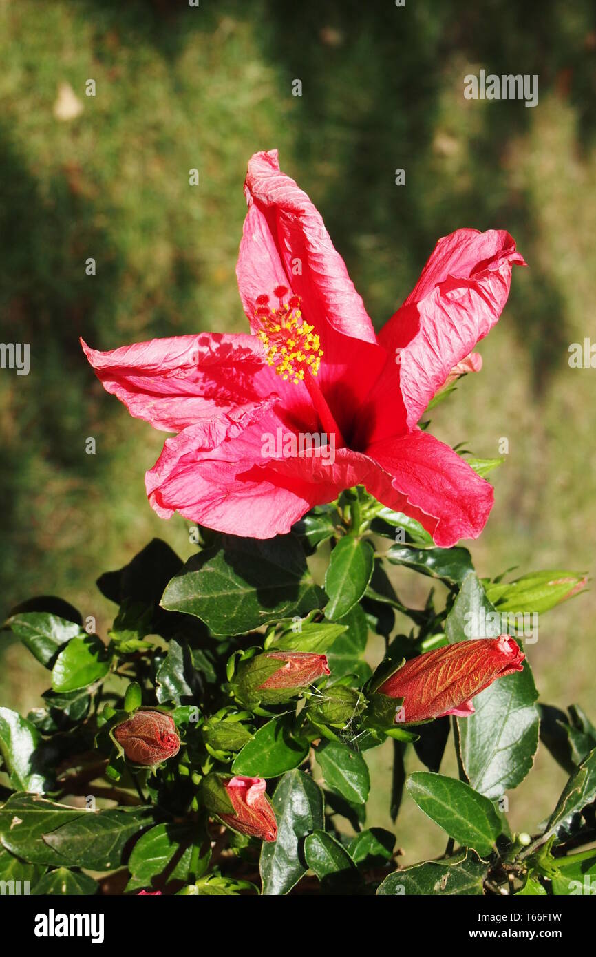 Marsh hibiscus hires stock photography and images Alamy