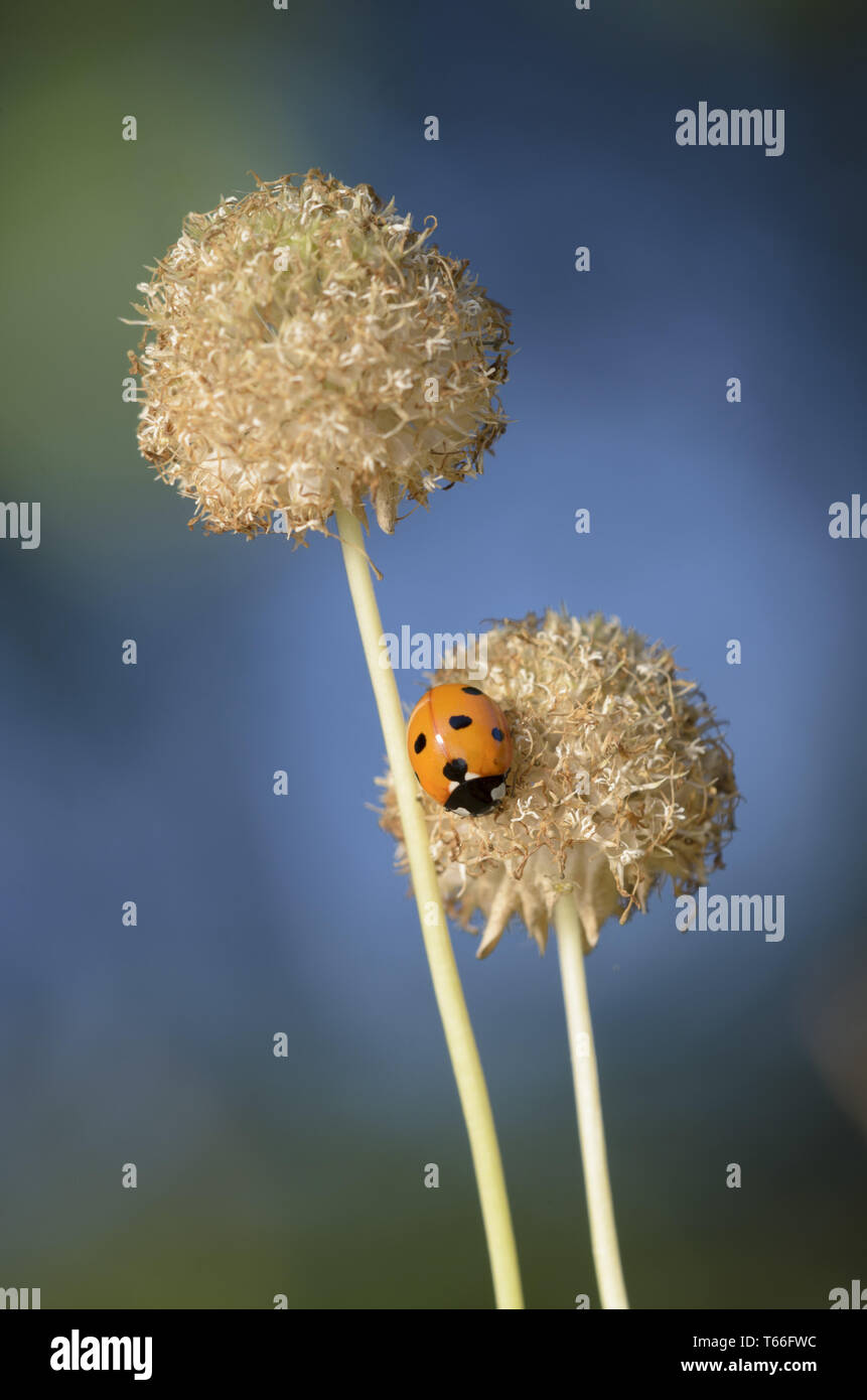 Seven-Spot Ladybird, Germany, (Coccinella septempu Stock Photo