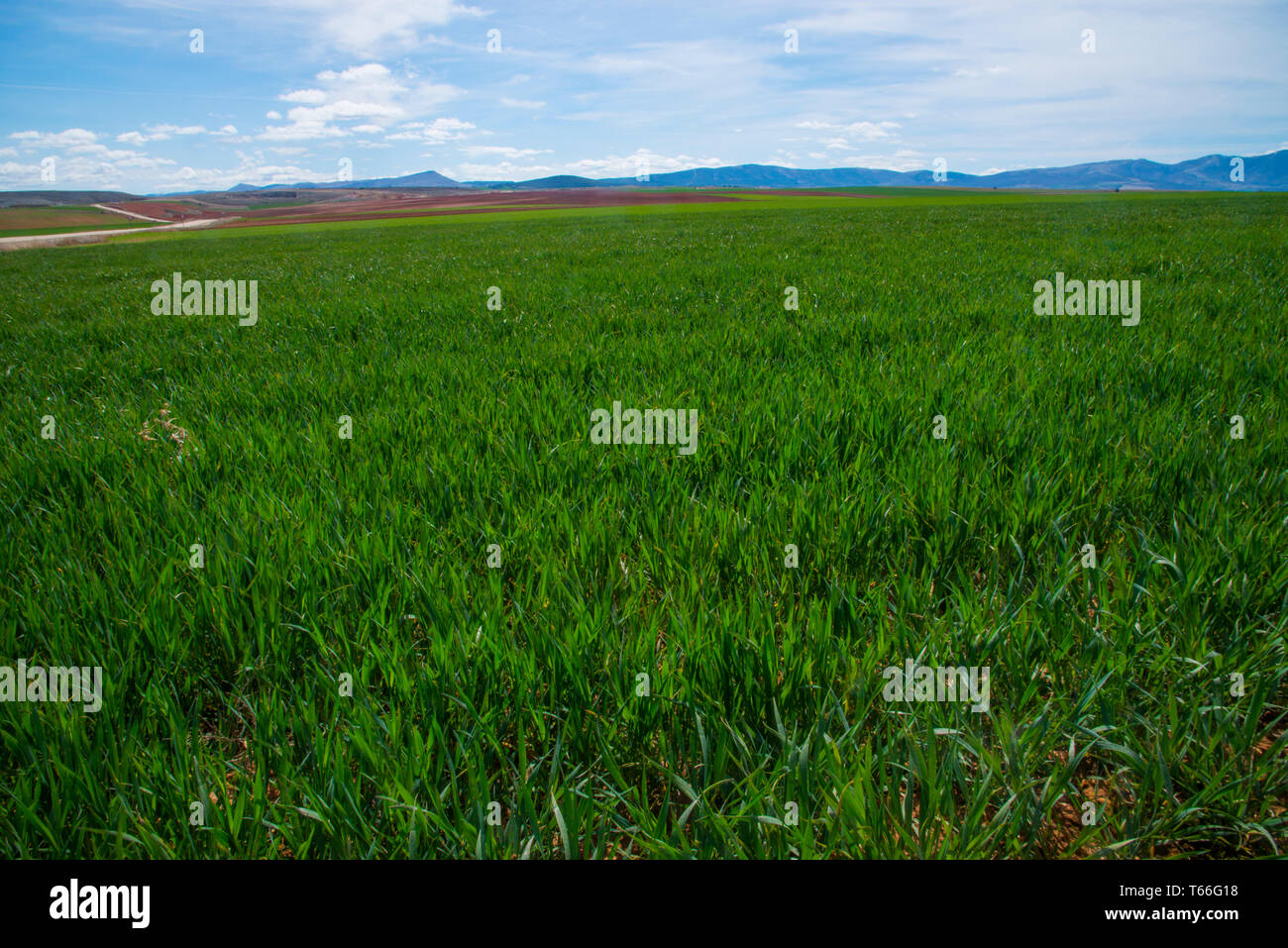 Cultivo cereales hi-res stock photography and images - Alamy