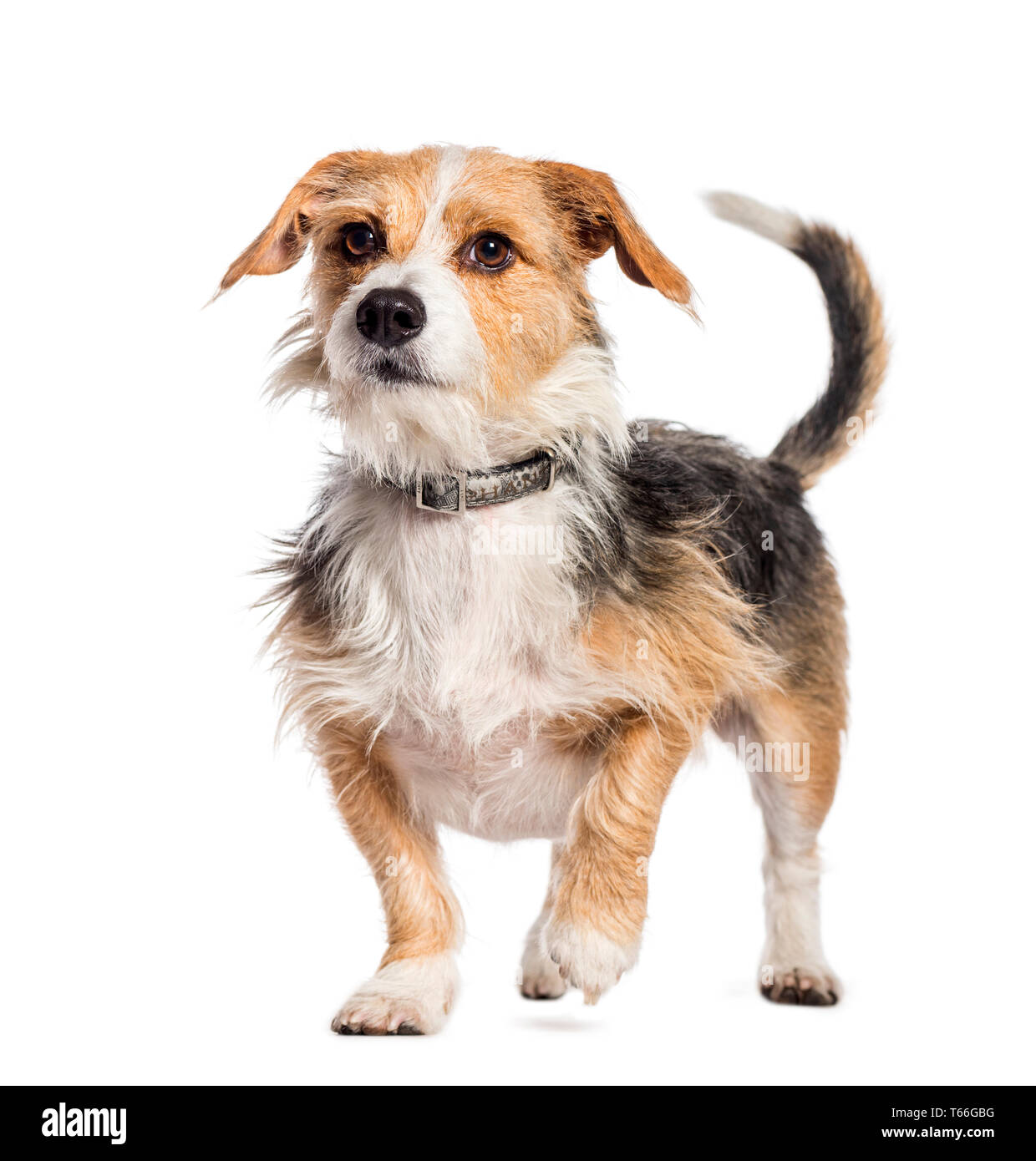 Mixed breed dog in front of white background Stock Photo - Alamy