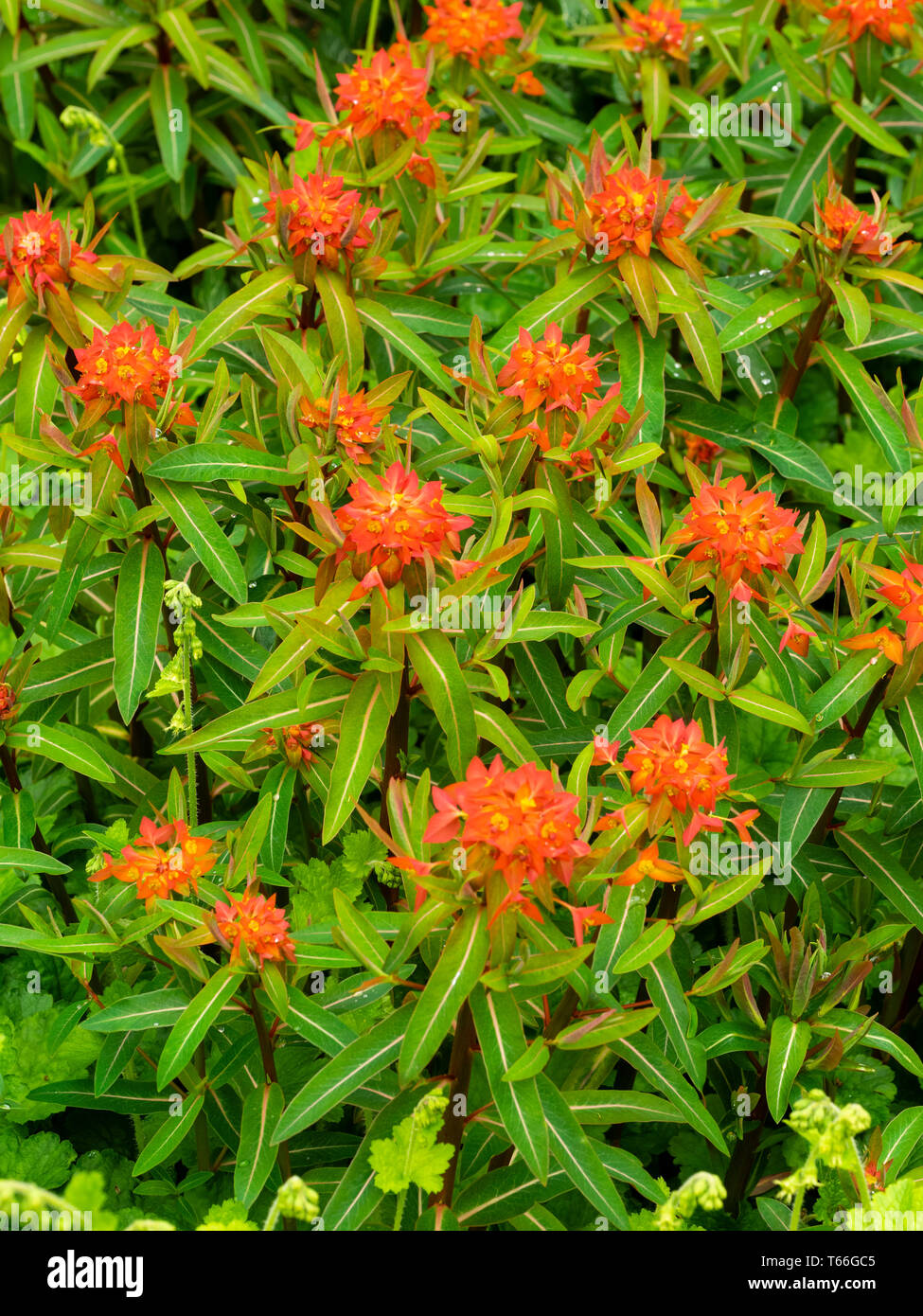 Red bracts encase the small yellow flowers of the upright, spring flowering spurge, Euphorbia griffithii 'Fireglow' Stock Photo