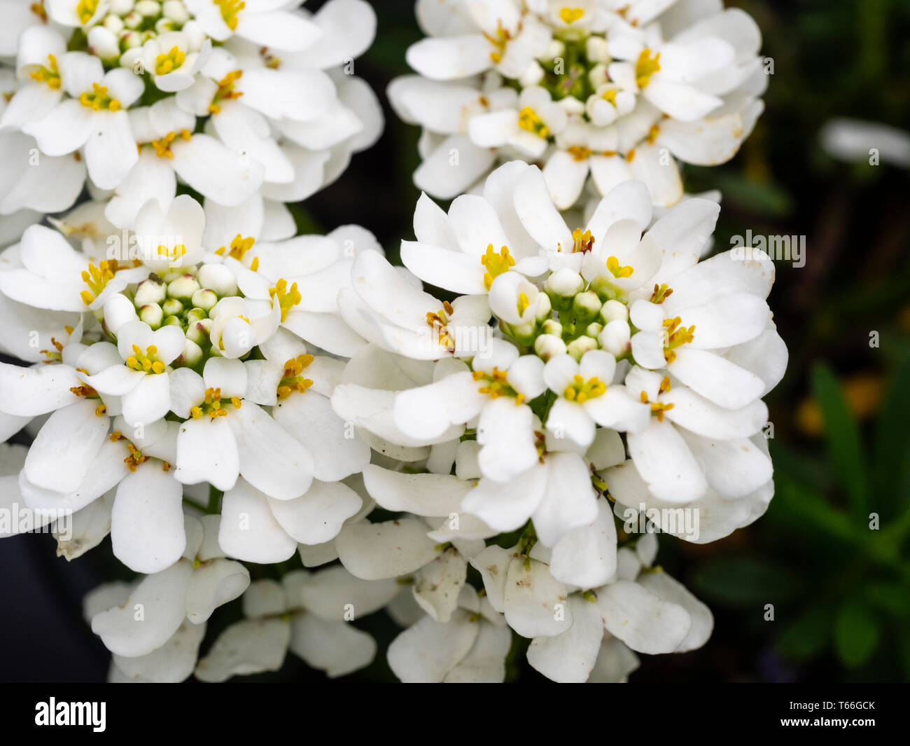White flowers of the mat forming spring flowering perennial candytuft, Iberis sempervirens 'Appen Etz' Stock Photo