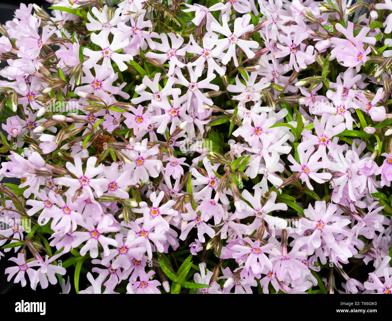 Red eyed pink spring flowers of the carpeting sand phlox, Phlox bifida ...