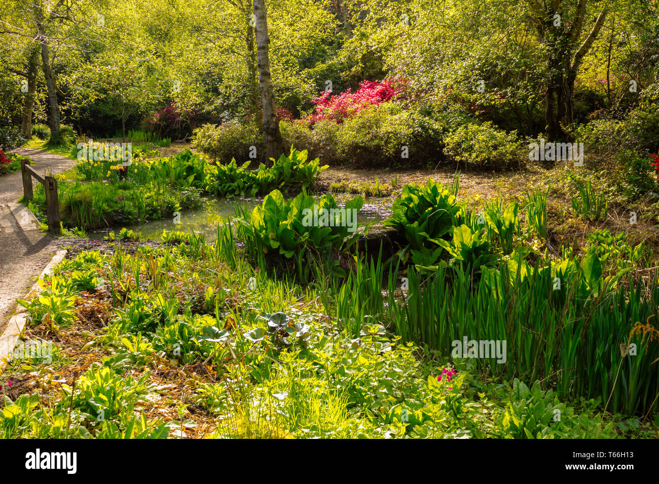Park trees nature hi-res stock photography and images - Alamy