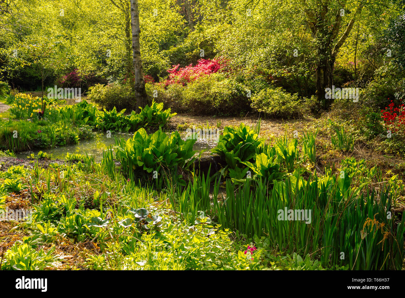 Colourful plants hi-res stock photography and images - Alamy