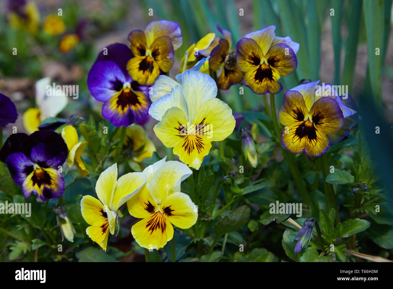 Closeup of colorful pansy flower, The garden pansy is a type of large-flowered hybrid plant cultivated as a garden flower. Stock Photo