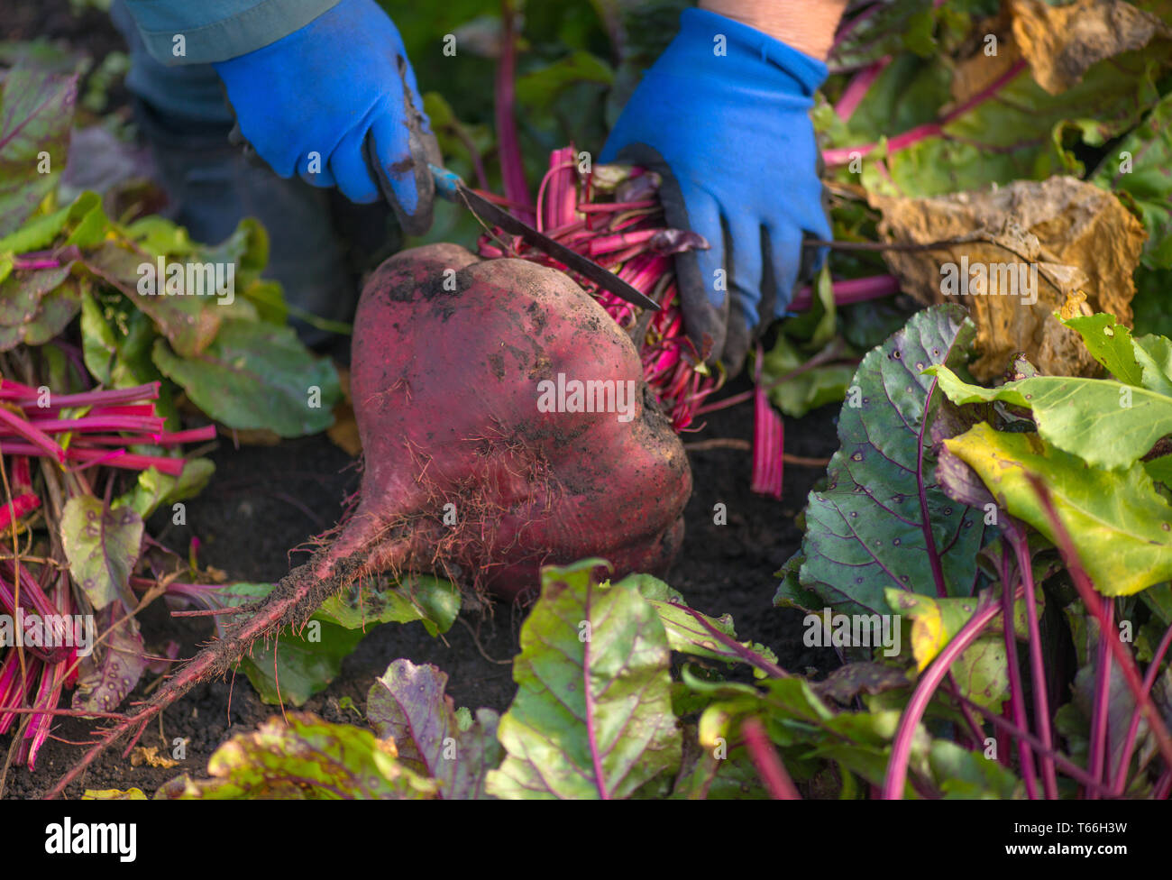 Sugar beet root crop in the ground, selective focus. Beetroot. Simply beet. Table beet. Garden beet. Harvest. Stock Photo
