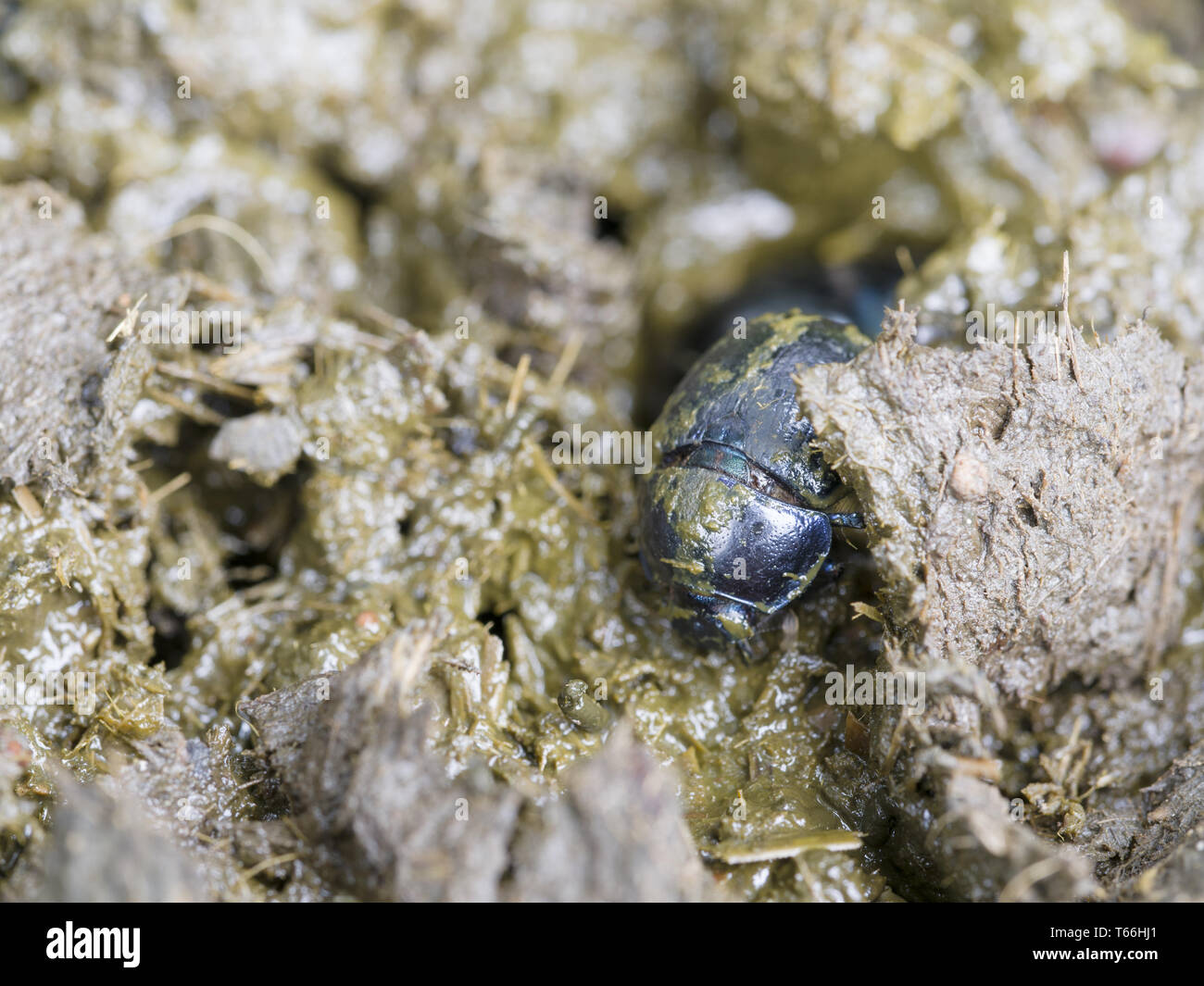 Earth-Boring Dung Beetles (Anoplotrupes stercorosu Stock Photo
