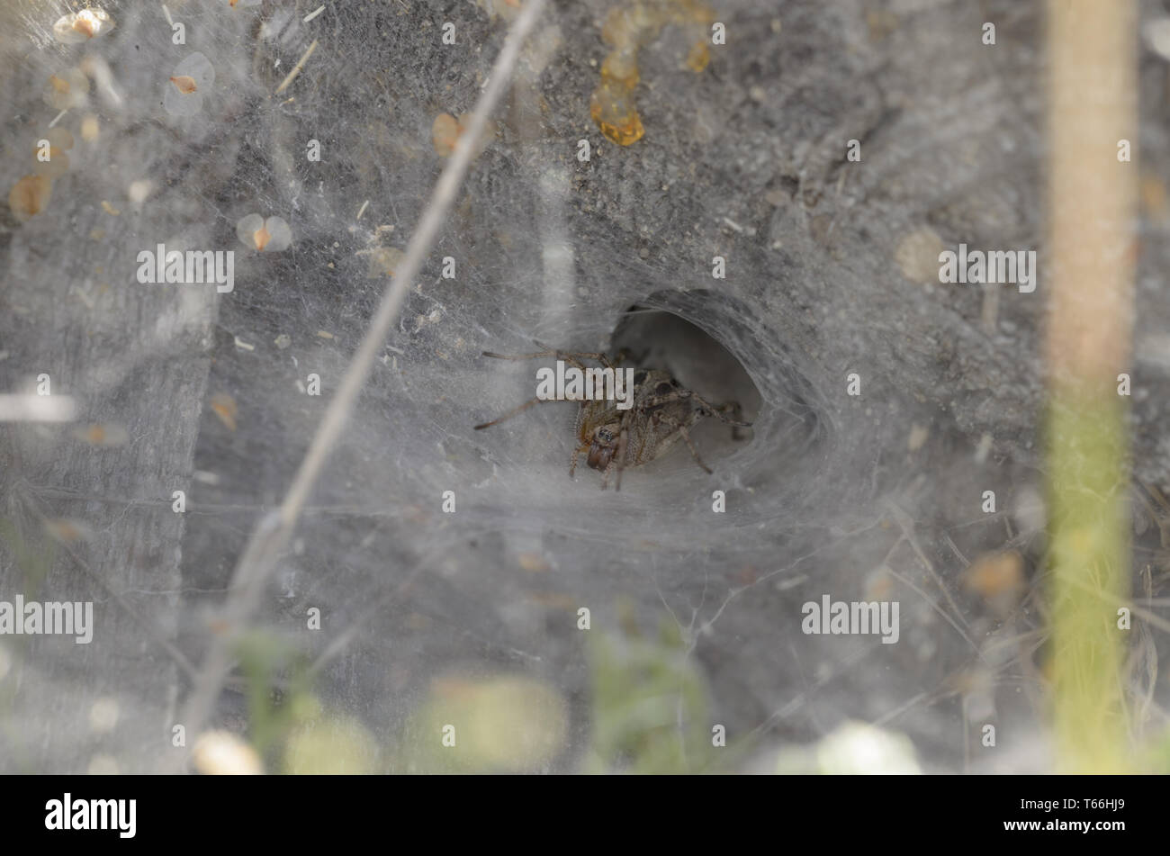 Funnel-Web Spider (Agelena labyrinthica), female, Stock Photo