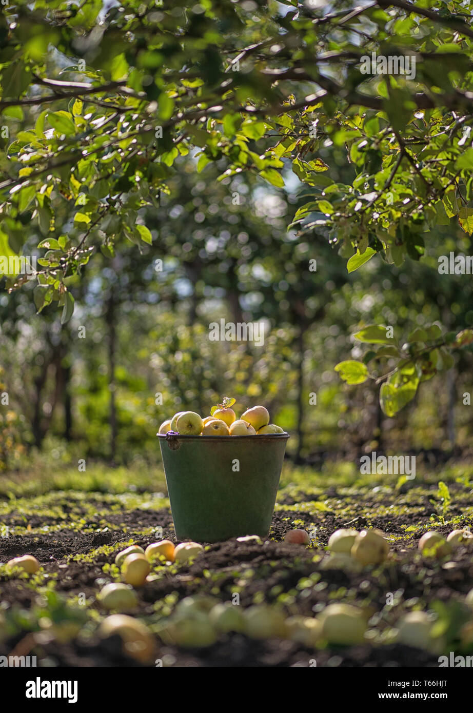 Apple tree growing in pot hires stock photography and images Alamy