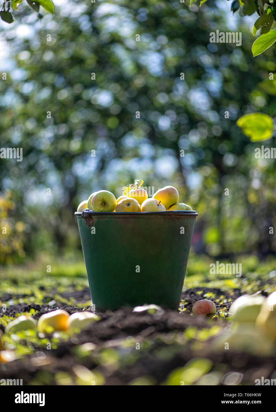 Apples in bucket under the apple tree Stock Photo