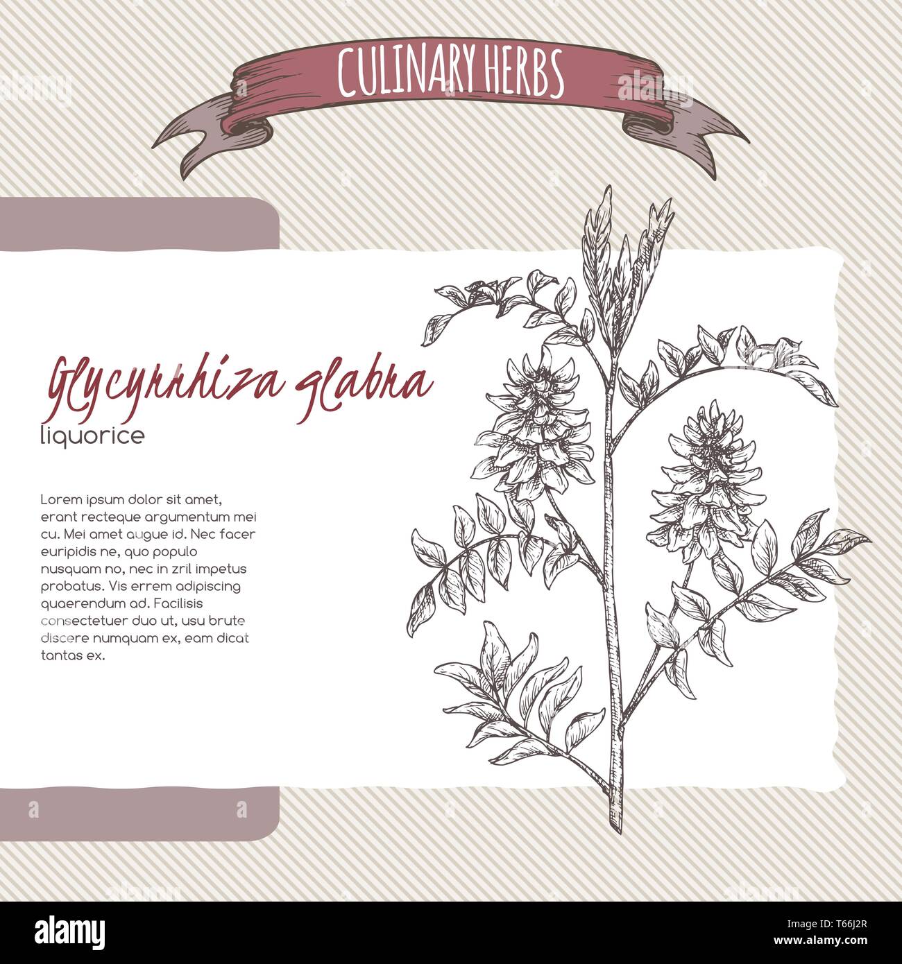 Glycyrrhiza glabra aka liquorice sketch. Culinary herbs series. Stock Vector