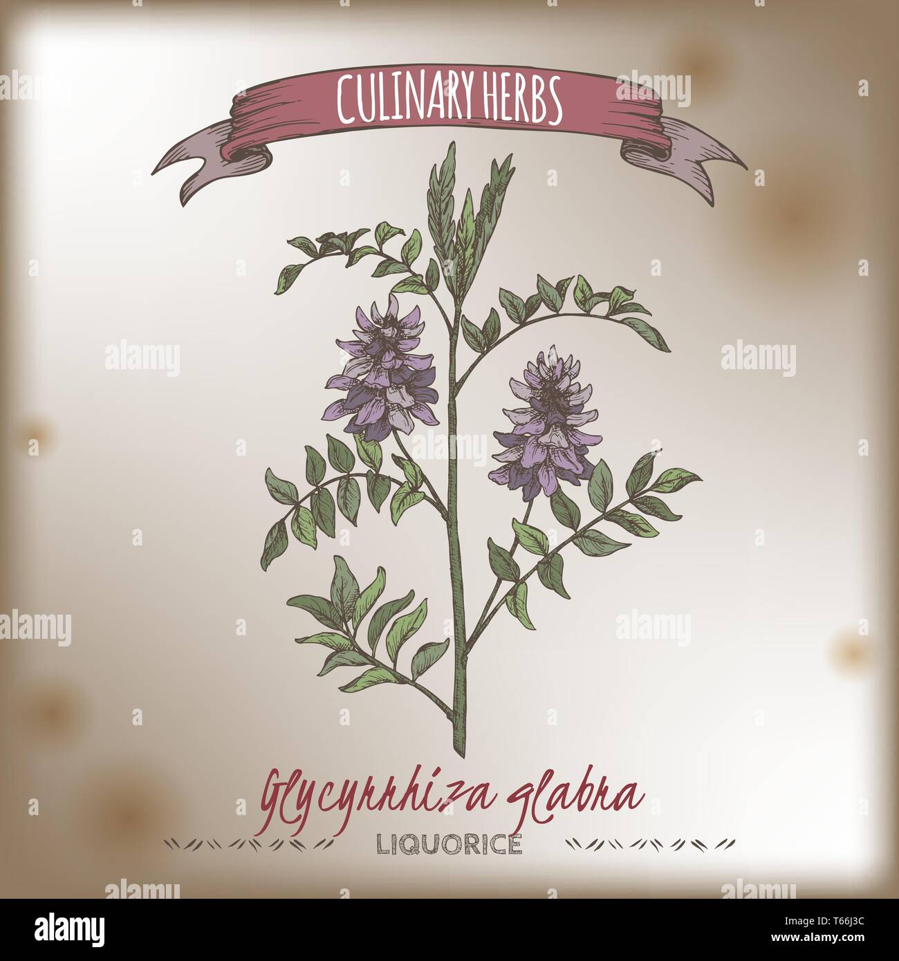 Glycyrrhiza glabra aka liquorice color sketch. Culinary herbs series. Stock Vector