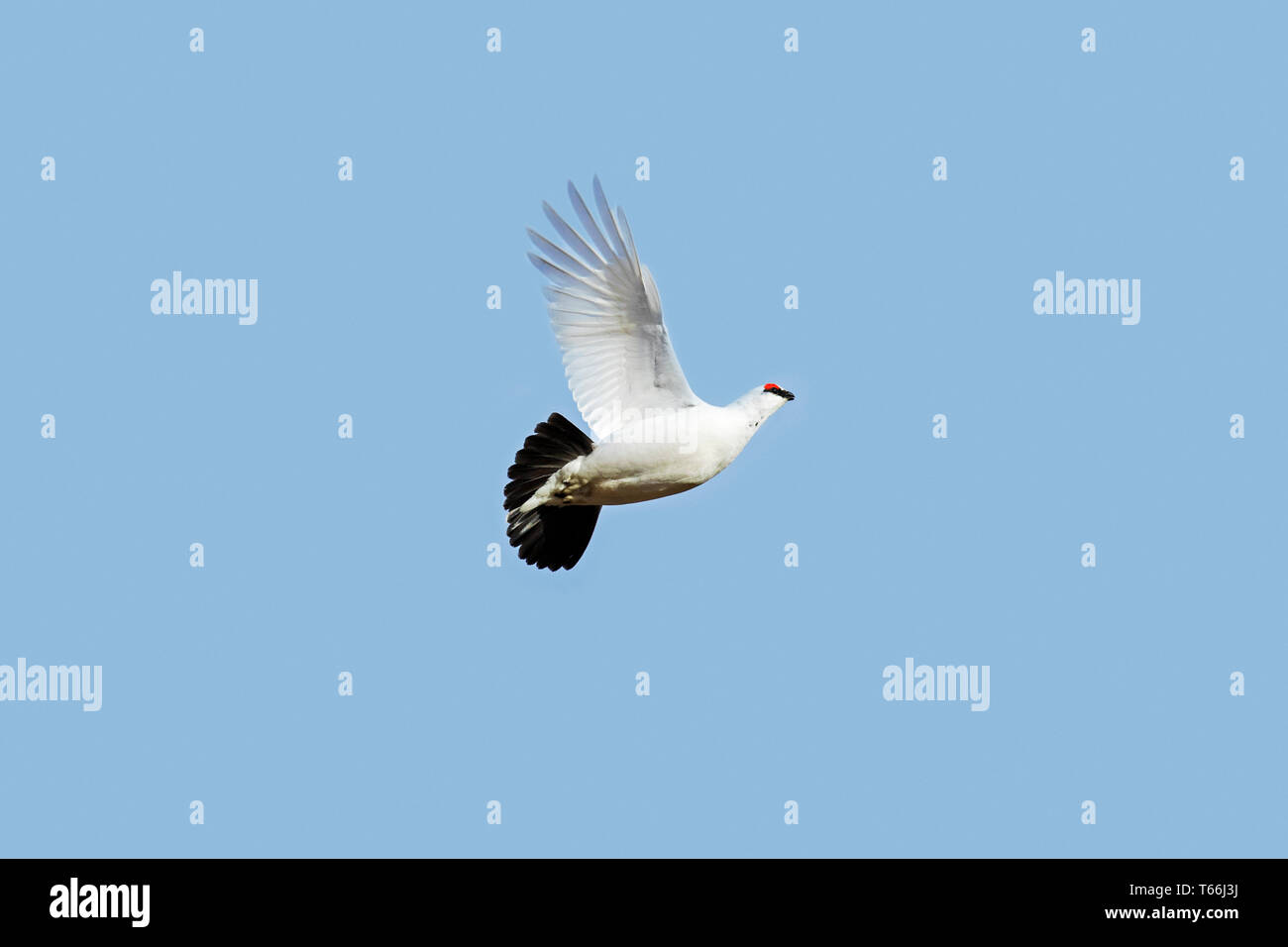 Rock ptarmigan (Lagopus muta / Lagopus mutus) male in flight in winter plumage, Scotland, UK Stock Photo