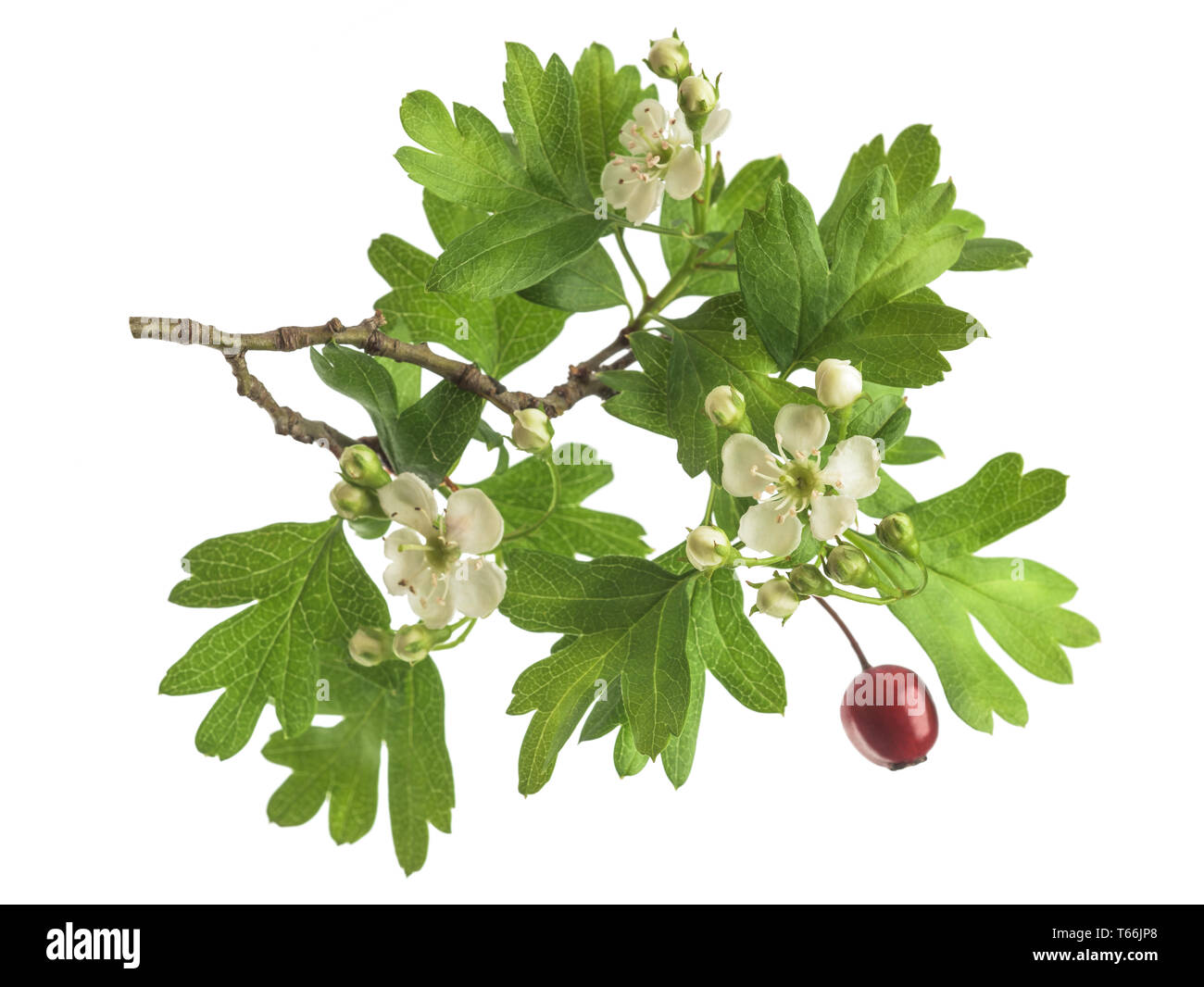 Hawthorn (Crataegus monogyna) branch with flowers isolated on a white background Stock Photo