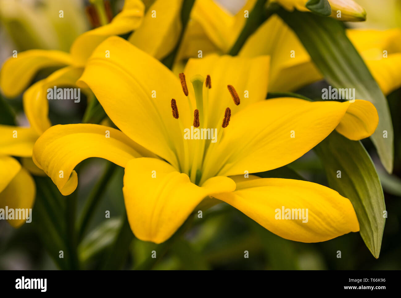 Yellow lily flower in garden Stock Photo