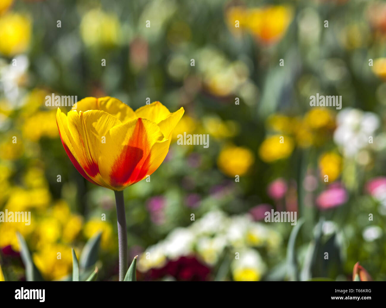 Tulip blooming season in the Netherlands, Europe Stock Photo Alamy