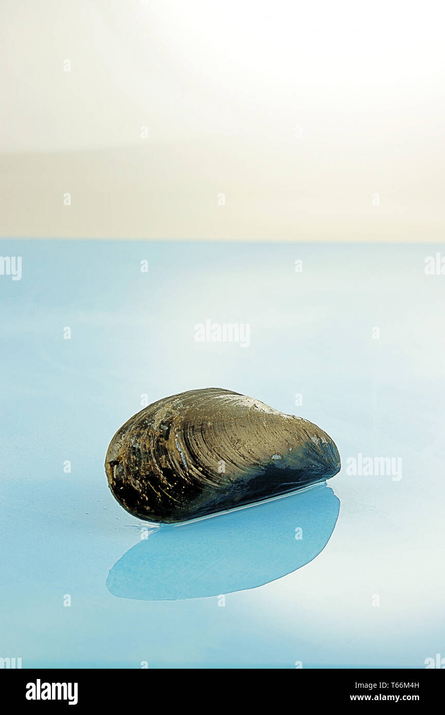 Mussel Stock Photo