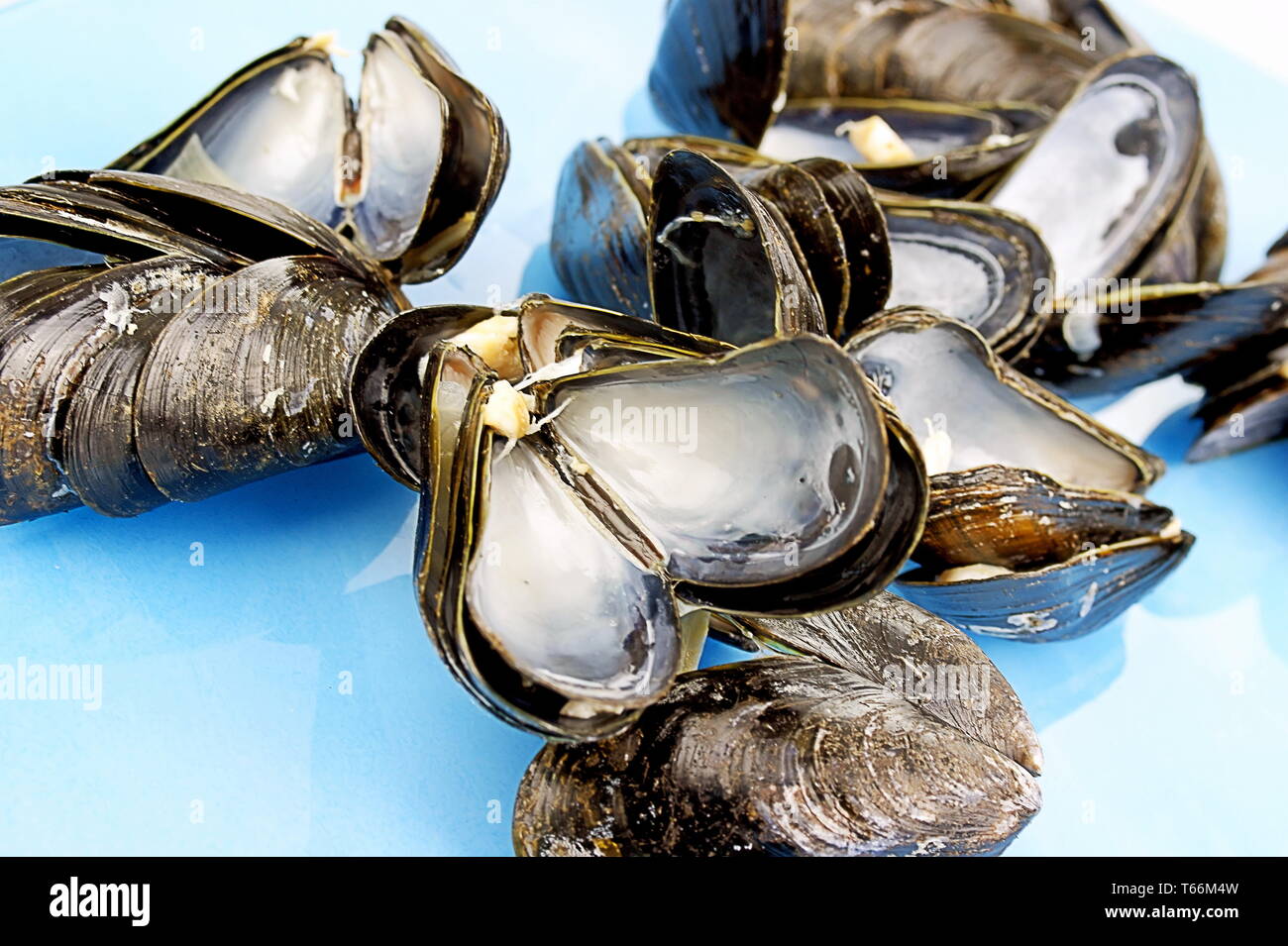 Mussel shell Stock Photo