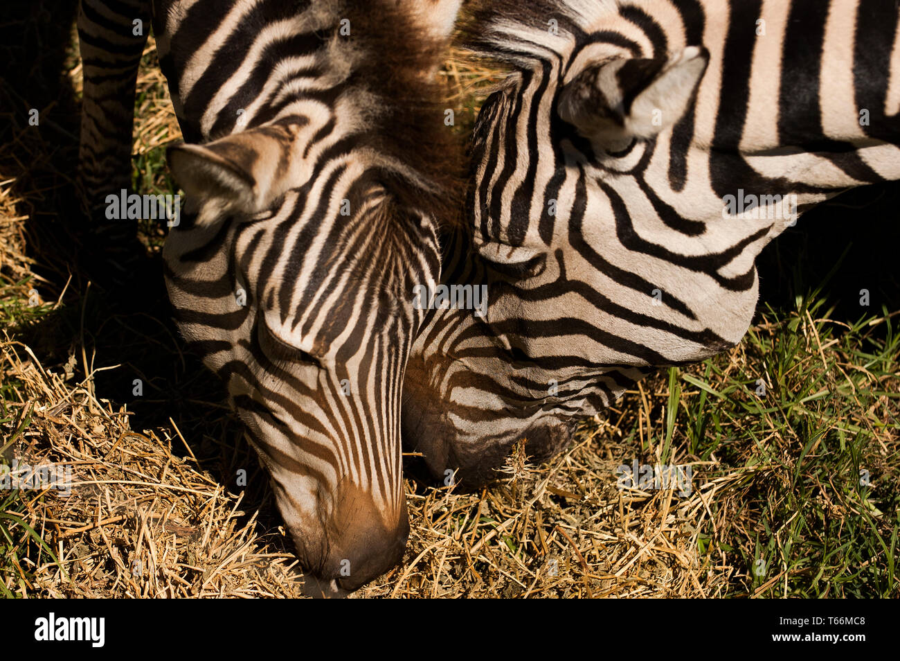 Dubbo zoo hires stock photography and images Alamy