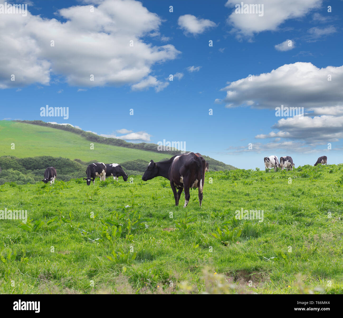 Perfect farm cows on a green meadow Stock Photo - Alamy