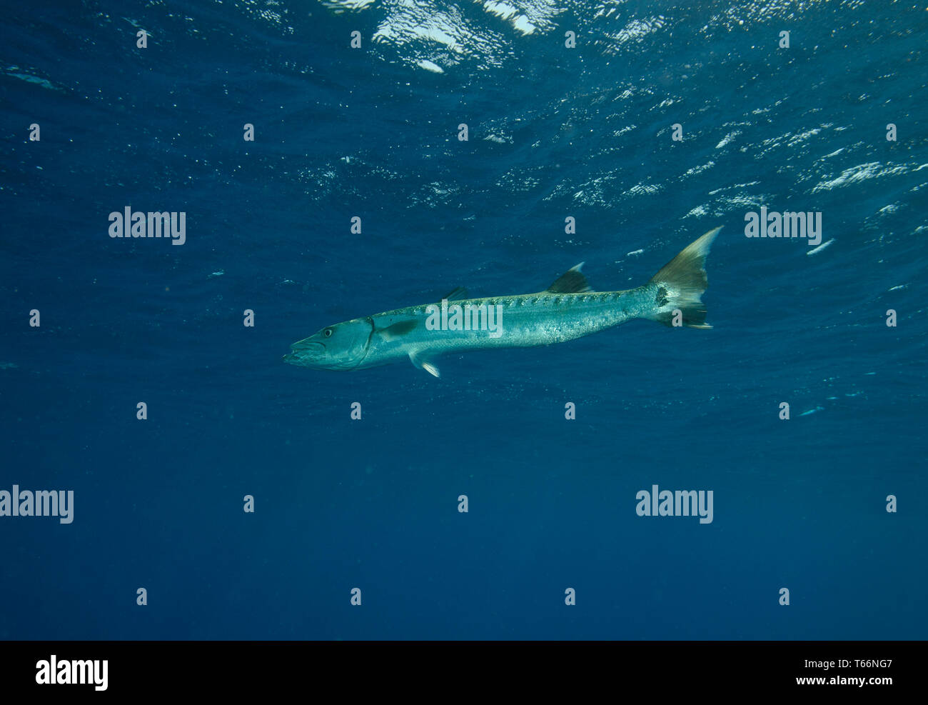 Great barracuda, Sphyraena barracuda, patrolling surface water, Red Sea, Hamata, Egypt Stock Photo
