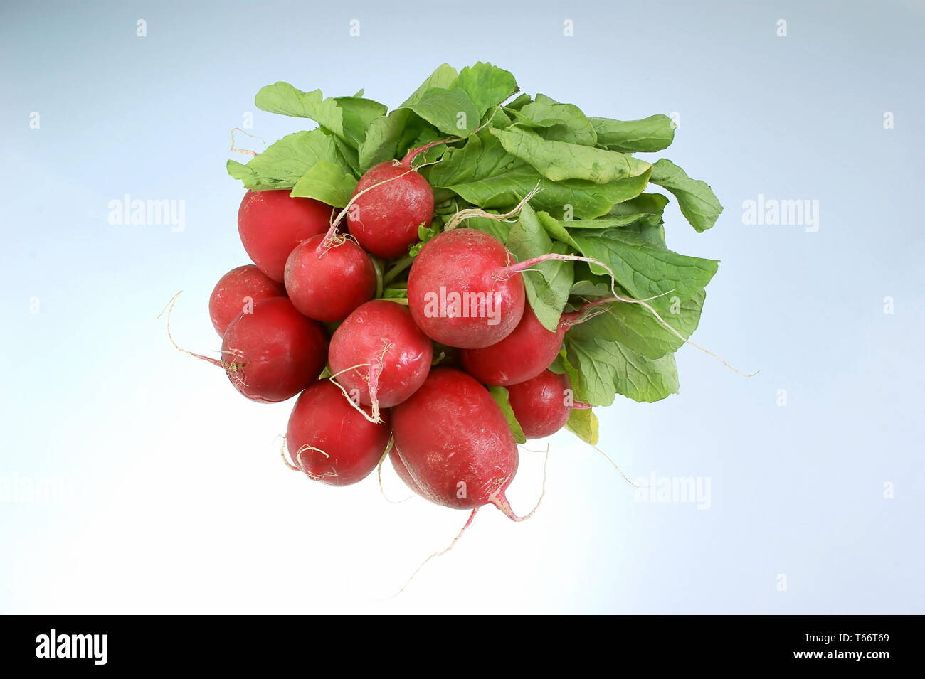 Radish (Raphanus sativus Stock Photo Alamy