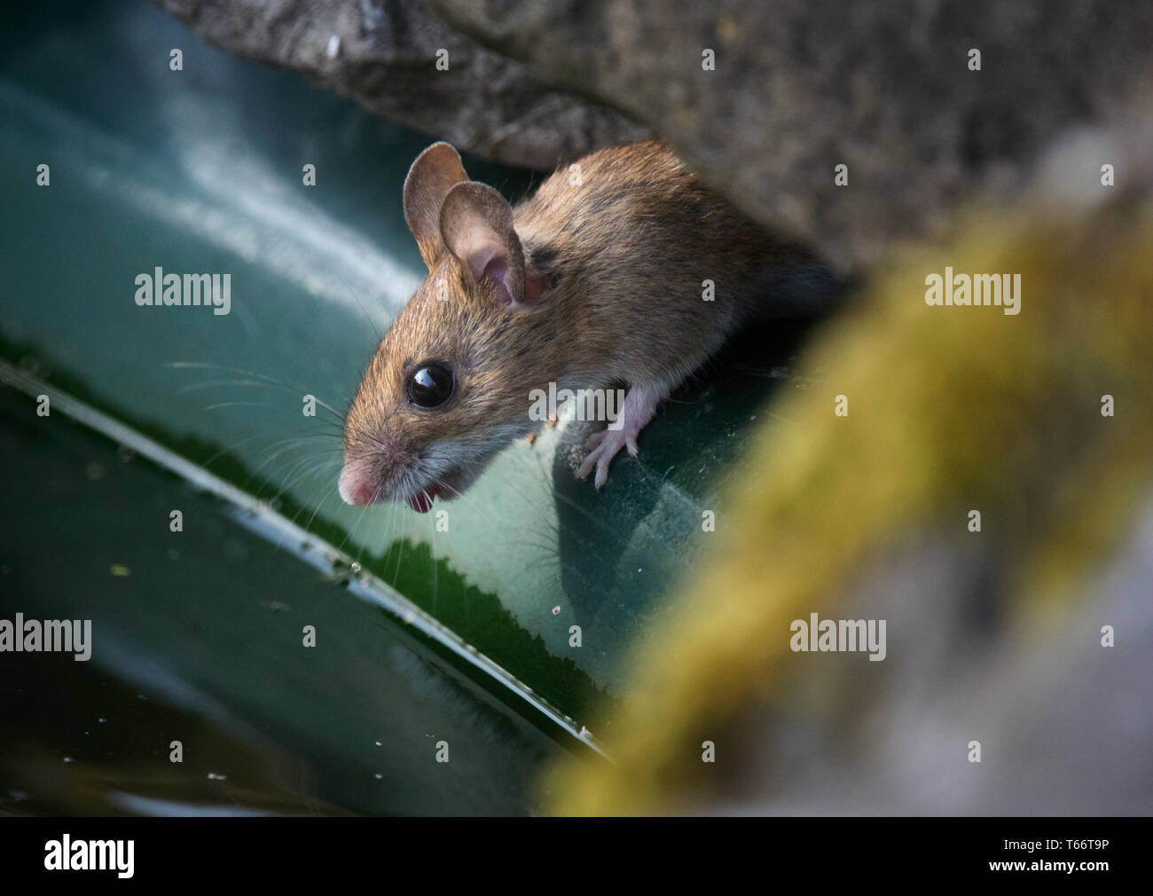 Wood Mouse, Apodemus sylvaticus, taking a drink in garden pond, Lancashire, UK Stock Photo