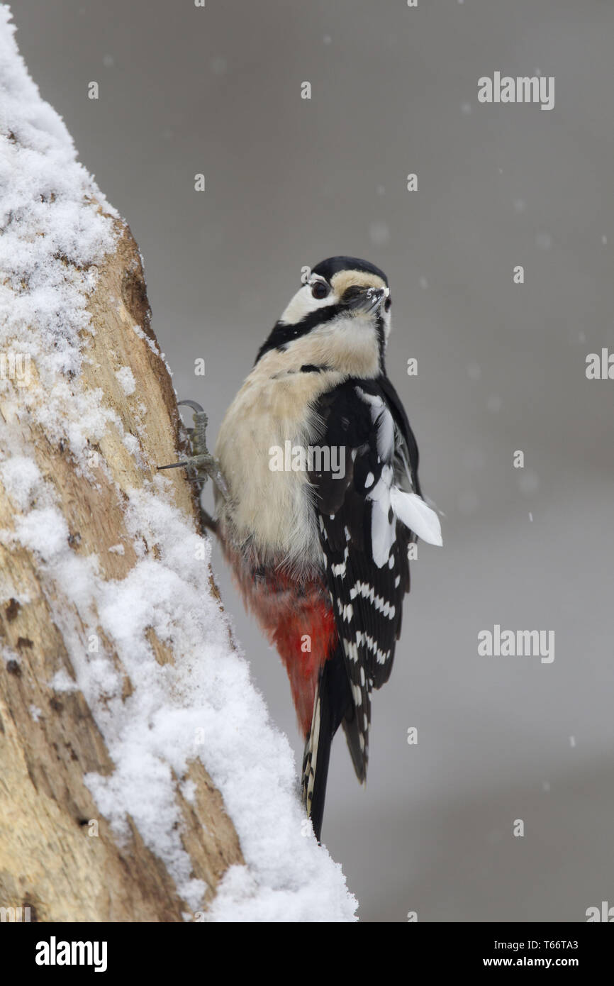Great spotted woodpecker, Dendrocopos major Stock Photo