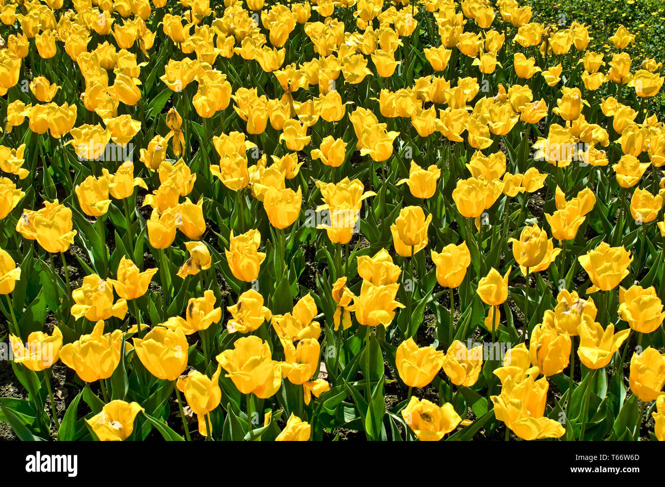 Tulip blooming season in the Netherlands, Europe Stock Photo Alamy