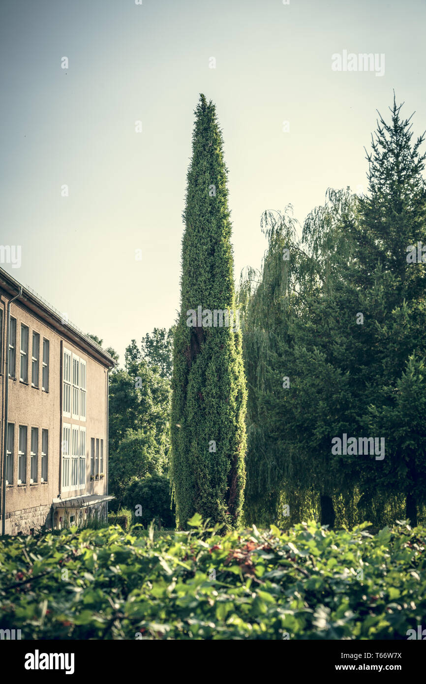 vintage like photo of a cypress in a garden Stock Photo